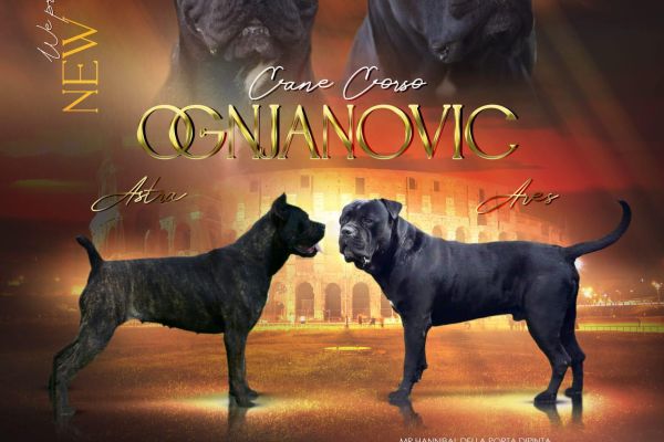 Cane Corso cuccioli in vendita canecorsocuccioliinvendita.jpg