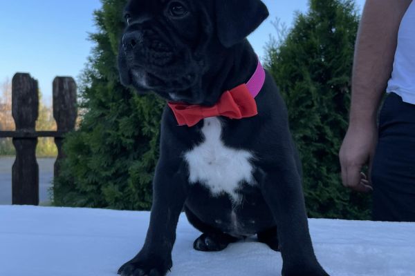 Cane Corso cuccioli in vendita canecorsocuccioliinvendita123456.jpg