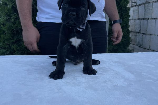 Cane Corso cuccioli in vendita canecorsocuccioliinvendita1234567.jpg