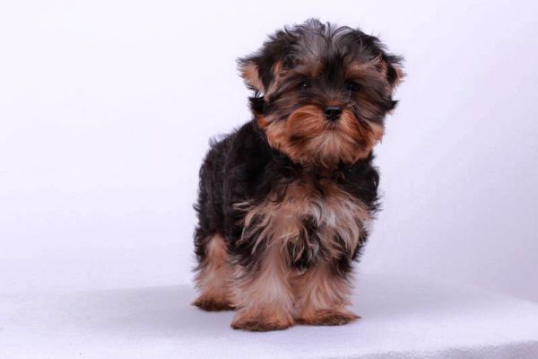 Yorkshire mini toy piccolissimi cuccioli yorkshireminitoypiccolissimicu.jpg