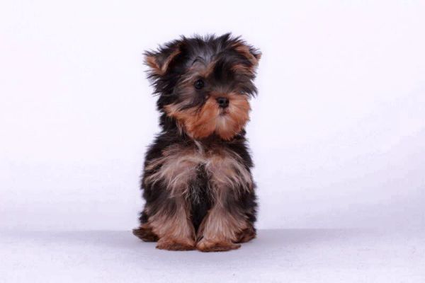 Yorkshire mini toy piccolissimi cuccioli yorkshireminitoypiccolissimicu1.jpg