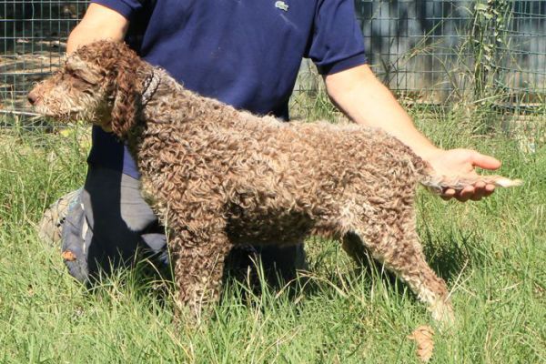 Lagotto romagnolo - maschio giovane 2 lagottoromagnolomaschiogiovane1.jpg