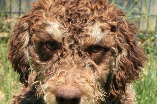 Lagotto romagnolo - maschio giovane 2 lagottoromagnolomaschiogiovane12.jpg