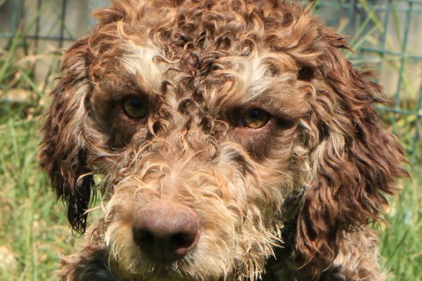 Lagotto romagnolo - maschio giovane 2 lagottoromagnolomaschiogiovane123.jpg