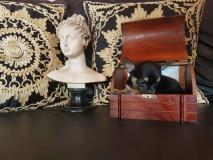 Chihuahua maschio nero focato Chihuahuamaschionerofocato12.jpg