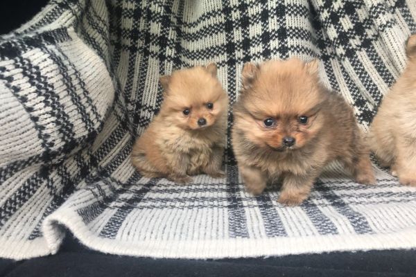 Pomerania mini toy cuccioli pomeraniaminitoycuccioli12.jpg