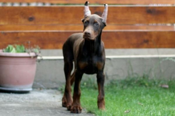 Dobermann cuccioli dobermanncuccioli.jpeg