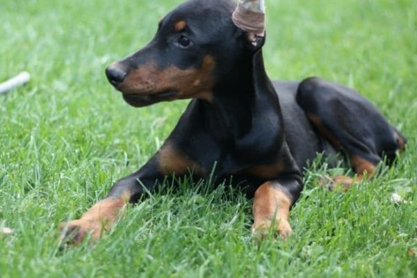 Dobermann cuccioli dobermanncuccioli12.jpeg