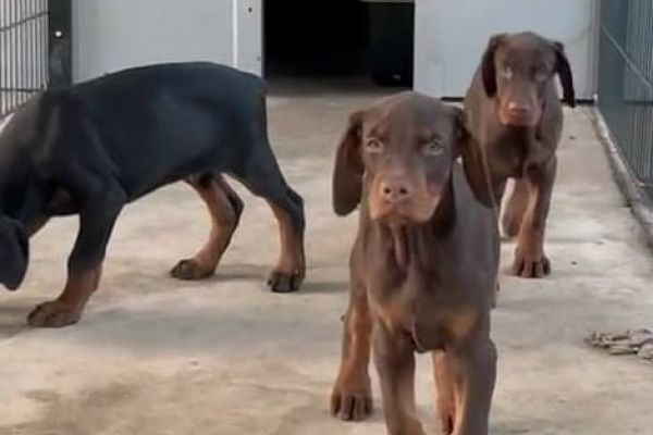 Dobermann cuccioli dobermanncuccioli1234.jpeg