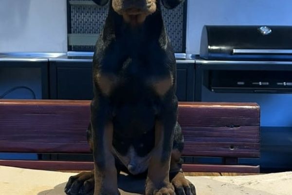 Dobermann cuccioli dobermanncuccioli1234567.jpeg