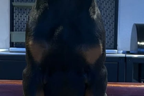 Dobermann cuccioli dobermanncuccioli12345678.jpeg