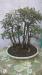 bonsai a boschetto di celtis 441725a.jpg