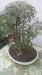 bonsai a boschetto di celtis 441725b.jpg