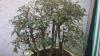 bonsai a boschetto di celtis 441725d.jpg