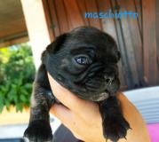 Cuccioli di Bouledogue Francese con pedigree CucciolidiBouledogueFranceseconpedigree.jpg