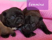 Cuccioli di Bouledogue Francese con pedigree CucciolidiBouledogueFranceseconpedigree123.jpg