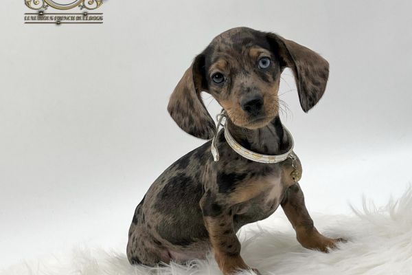 due basotte favolose con occhi diversi duebasottefavoloseconocchidive.jpeg