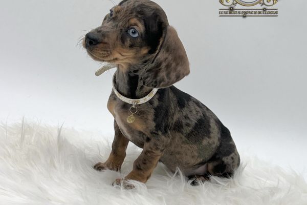 due basotte favolose con occhi diversi duebasottefavoloseconocchidive1.jpeg