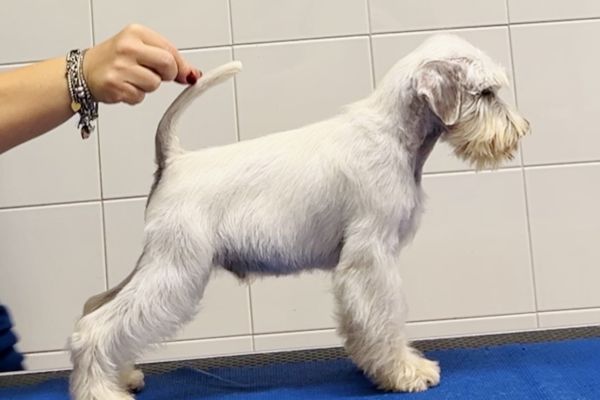 Schnauzer Nano Bianco schnauzernanobianco12.jpeg