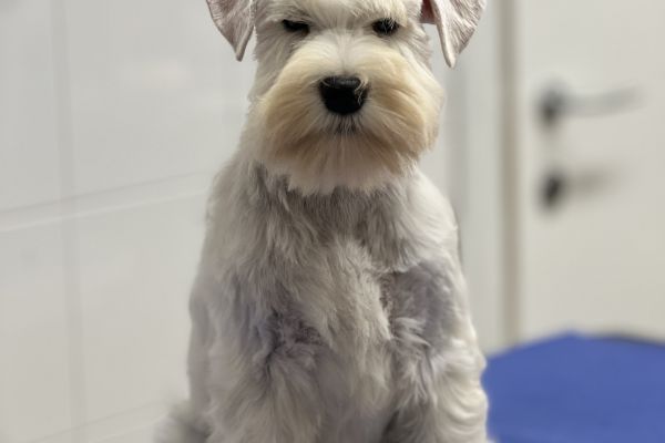 Schnauzer Nano Bianco schnauzernanobianco123.jpeg