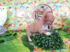 chihuahua maschio bianco arancio toy 3 mesi 452183d.jpg