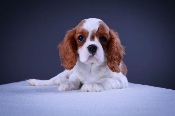 Cavalier king bianco arancio dolci cuccioli cavalierkingbiancoaranciodolci12.jpg