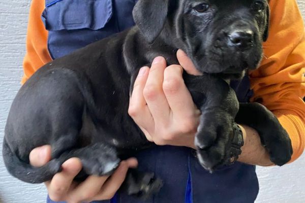 Cane Corso cuccioli in vendita canecorsocuccioliinvendita.jpg