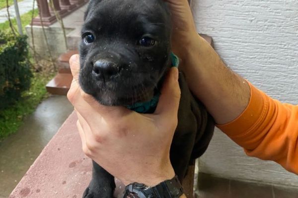 Cane Corso cuccioli in vendita canecorsocuccioliinvendita123.jpg