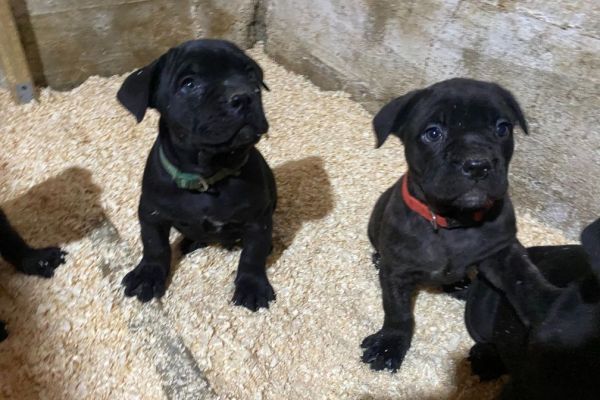 Cane Corso cuccioli in vendita canecorsocuccioliinvendita1234567.jpg