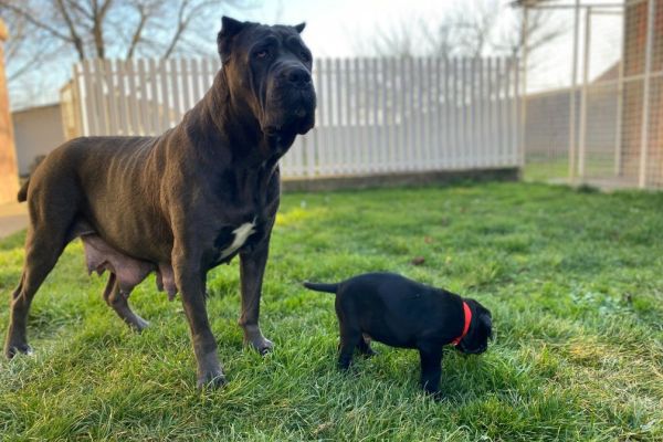 Cane Corso cuccioli in vendita canecorsocuccioliinvendita123456789.jpg