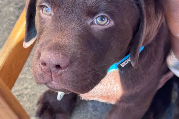Cucciolo Labrador maschio con pedigree cucciololabradormaschioconpedi1.jpeg
