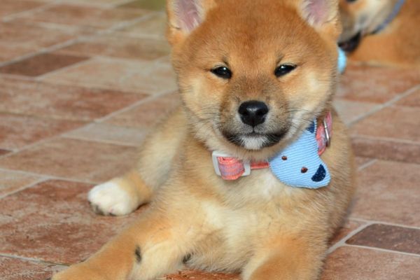 Shiba Inu bellissimi cuccioli shibainubellissimicuccioli.jpg