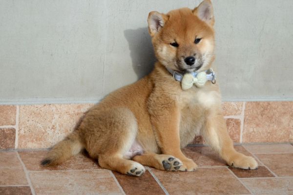 Shiba Inu bellissimi cuccioli shibainubellissimicuccioli1.jpg