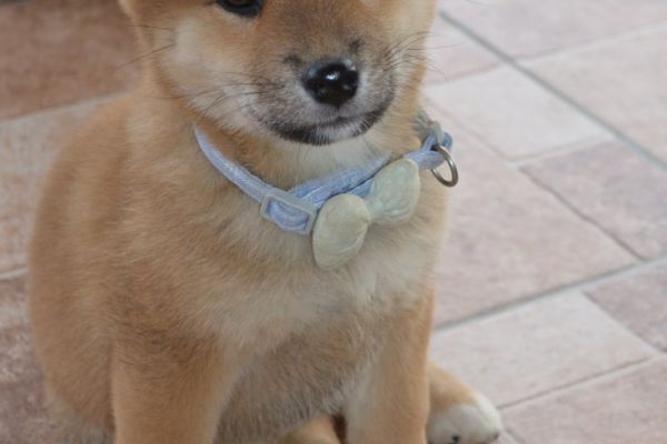 Shiba Inu bellissimi cuccioli shibainubellissimicuccioli12.jpg