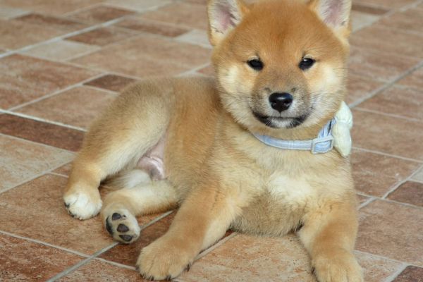 Shiba Inu bellissimi cuccioli shibainubellissimicuccioli123.jpg