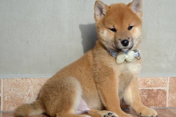 Shiba Inu bellissimi cuccioli shibainubellissimicuccioli1234.jpg