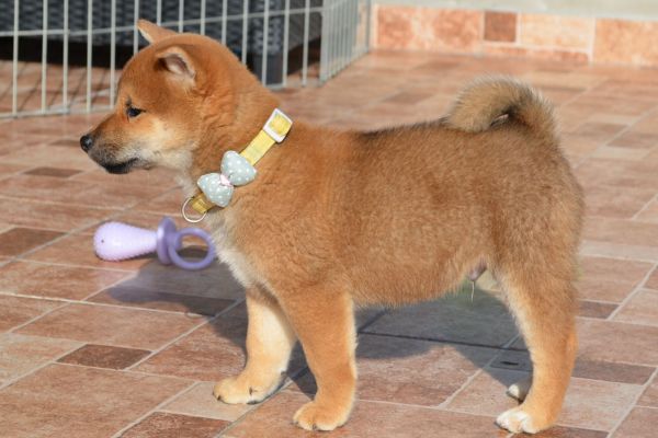 Shiba Inu bellissimi cuccioli shibainubellissimicuccioli12345.jpg