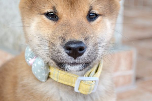 Shiba Inu bellissimi cuccioli shibainubellissimicuccioli123456.jpg