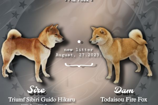 Shiba Inu bellissimi cuccioli shibainubellissimicuccioli1234567.jpg