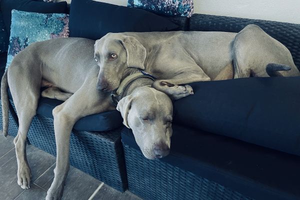 Bracco di Weimaraner cuccioli -segugio- braccodiweimaranercucciolisegu-6866a16e1f859.jpeg