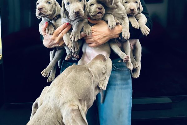 Bracco di Weimaraner cuccioli -segugio- braccodiweimaranercucciolisegu.jpeg