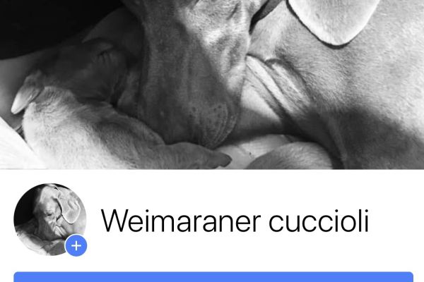 Bracco di Weimaraner cuccioli -segugio- braccodiweimaranercucciolisegu1.jpeg
