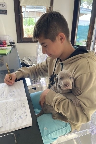 Bracco di Weimaraner cuccioli -segugio- braccodiweimaranercucciolisegu12.jpeg