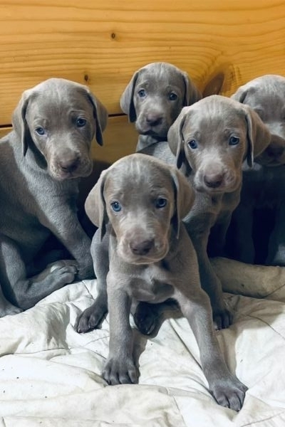 Bracco di Weimaraner cuccioli -segugio- braccodiweimaranercucciolisegu123.jpeg