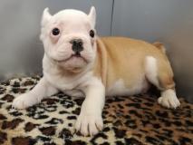 bouledogue francese