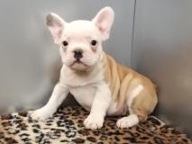 bouledogue francese