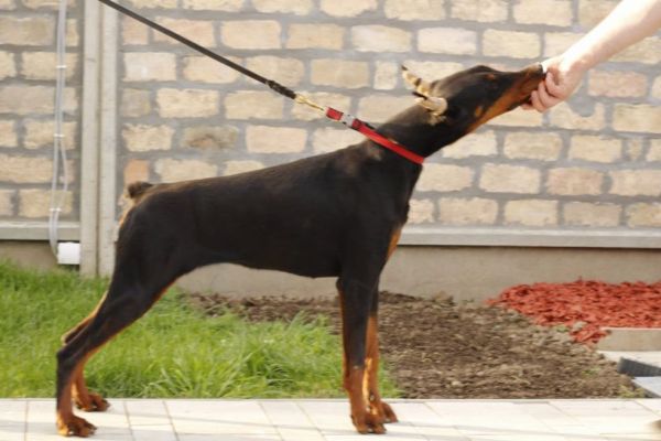 Dobermann cuccioli in vendita dobermanncuccioliinvendita.jpg