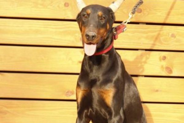 Dobermann cuccioli in vendita dobermanncuccioliinvendita1.jpg
