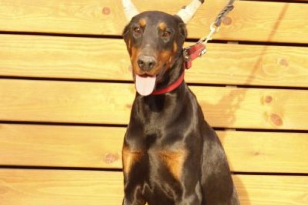 Dobermann cuccioli in vendita dobermanncuccioliinvendita12.jpg
