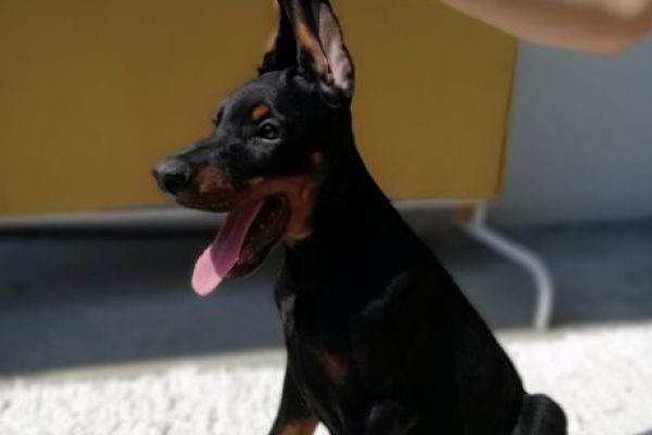 Dobermann cuccioli in vendita dobermanncuccioliinvendita123.jpg